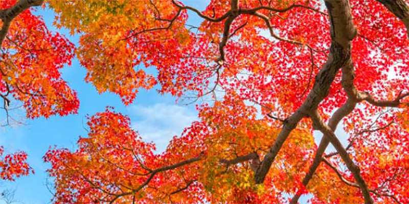 autumn-leaves autumn-leaves