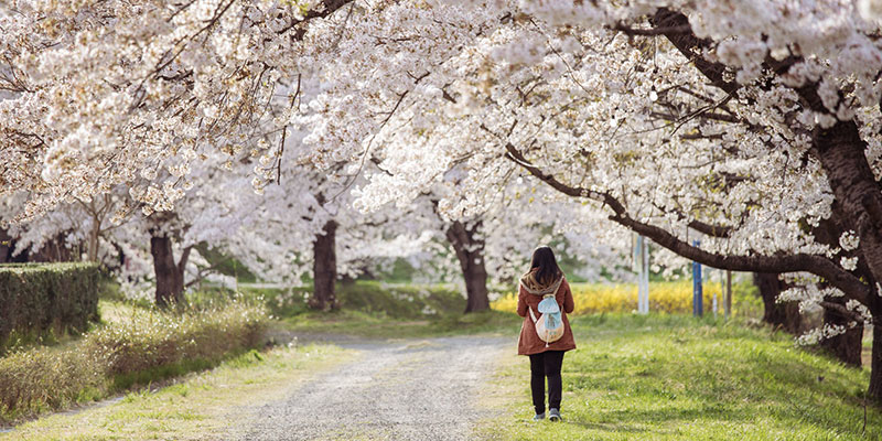 YOUNG WOMAN WITH CHERRY BLOSSOM YOUNG WOMAN WITH CHERRY BLOSSOM
