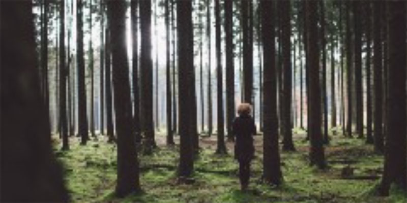 forest-budget forest-budget
