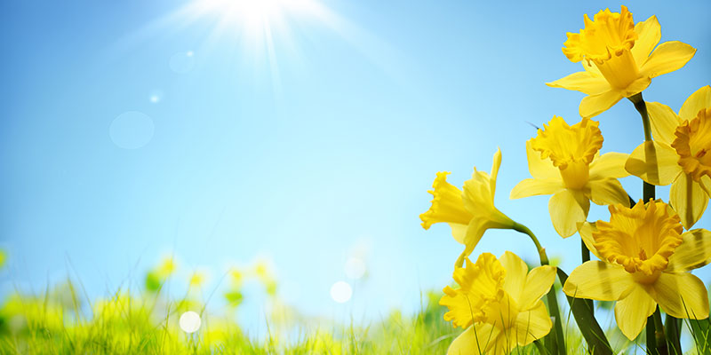 Daffodil flowers in the field Daffodil flowers in the field