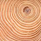 Close-up image of the rings of an established tree trunk Close-up image of the rings of an established tree trunk