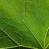 Close up detail of a green leaf Close up detail of a green leaf