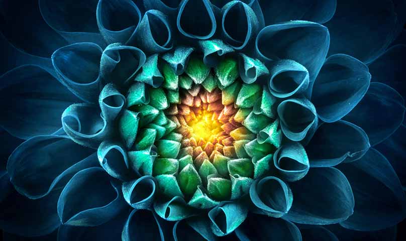close up of a flower bloom