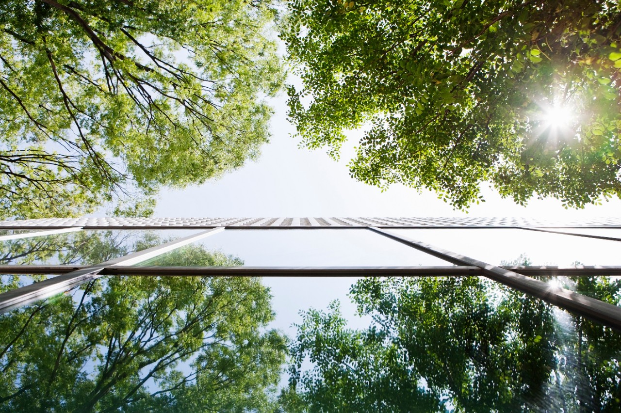 trees reflected on glass